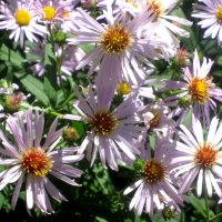 Летние :: Елена Семигина