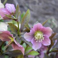 Морозник :: Надежда Куркина Морозник :: Надежда Куркина