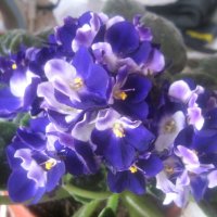 ФИАЛКА :: Елена Семигина