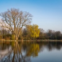 Тополя впереди... :: Николай Гирш