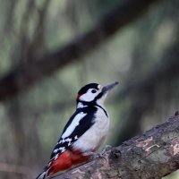 Дятел обныкновенный. :: Александр Кондаков