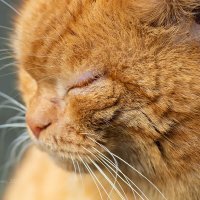Морда рыжего кота :: Александр Синдерёв