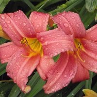 Лилейники :: Freddy 97