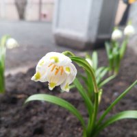 Белоцветник :: Сапсан 