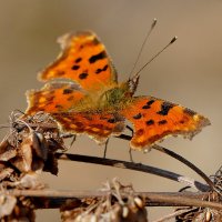 мартовские бабочки 5 :: Александр Прокудин