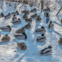 Послеобеденная дрёма... :: Aquarius - Сергей