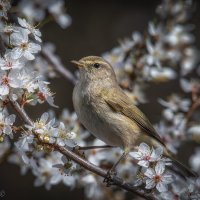 Весна! :: Александр К.