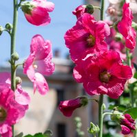 *** :: Виктор Иванович Чернюк *** :: Виктор Иванович Чернюк