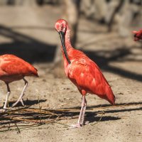 Ибис алый :: SanSan 
