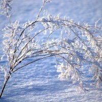 Фотозарисовка :: Любовь Сахарова