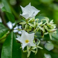 * :: Dmitry i Mary S