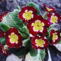 Примула :: Людмила Смородинская Примула :: Людмила Смородинская