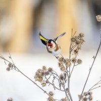 щегол. :: юрий макаров щегол. :: юрий макаров