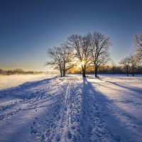 Три вяза у реки :: Евгений 