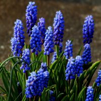 Семейка :: Юрий. Шмаков Семейка :: Юрий. Шмаков