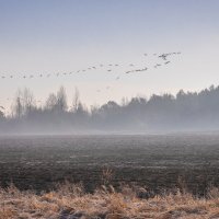 **** :: Елизавета .