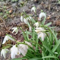 Подснежник :: Сапсан 