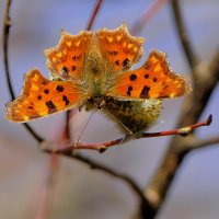 природа 26 марта 5 :: Александр Прокудин