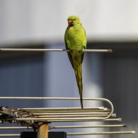 Длиннохвостый попугай. (Тест нового поляризационного фильтра) :: Alexander Amromin Длиннохвостый попугай. (Тест нового поляризационного фильтра) :: Alexander Amromin