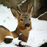 Сибирская косуля. :: nadyasilyuk Вознюк Сибирская косуля. :: nadyasilyuk Вознюк