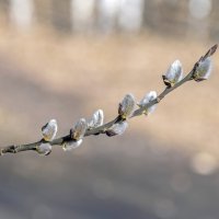 Весне дорогу :: Валерий Иванович Весне дорогу :: Валерий Иванович