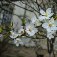 Весенние цветы :: Валентин Семчишин Весенние цветы :: Валентин Семчишин