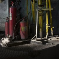 Натюрморт с котейкой /серия "Промзона"/ :: Владимир Носов Натюрморт с котейкой /серия "Промзона"/ :: Владимир Носов