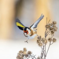 щегол. :: юрий макаров