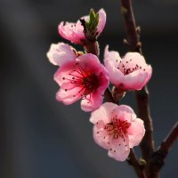 Доброе утро :: Юрий. Шмаков