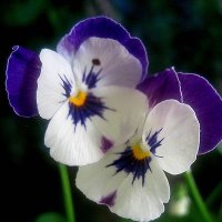 Двое :: Елена Семигина Двое :: Елена Семигина