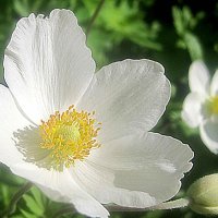 Весеннее :: Елена Семигина