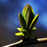 Весна! :: Юрий Гайворонскiий