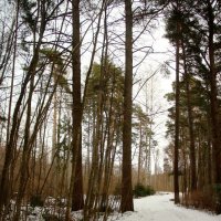 Зеленогорск. Дорогами марта :: Наталья Герасимова