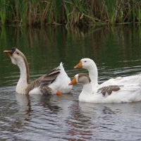 Гуси :: Николай ntv