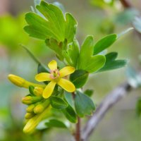 *** :: Надежда Куркина