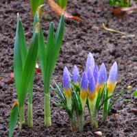 Нежные бутончики :: Андрей Снегерёв