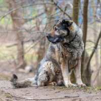 Уличный с ошейником. :: Анатолий. Chesnavik.