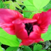 Красная сова :: Дмитрий Никитин