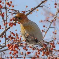 Щур. :: Виктор Иванович Чернюк