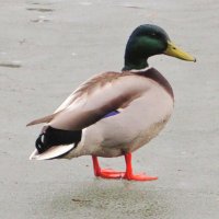 Вышел на последний лёд :: Андрей Снегерёв