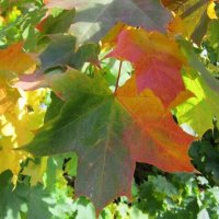 Осенние краски :: Дмитрий Никитин Осенние краски :: Дмитрий Никитин