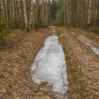 Лесная дорожка :: Сергей Цветков