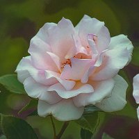 Розочки :: Владимир Кроливец Розочки :: Владимир Кроливец