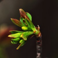 Весеннее :: Юрий Гайворонскiий