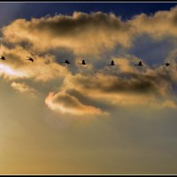 ...караван.. :: Aleksandr Gal