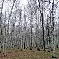 Берёзовая роща. :: Ольга Довженко Берёзовая роща. :: Ольга Довженко