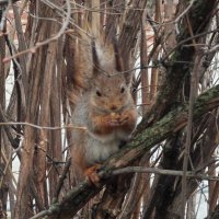 Белка из Царицынского парка :: <<< Наташа >>>