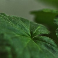 Прекрасная весна! :: Юрий Гайворонскiий