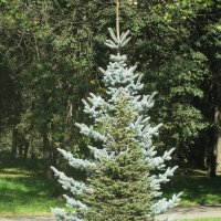 Ёлочки в парке Дружбы :: Дмитрий Никитин Ёлочки в парке Дружбы :: Дмитрий Никитин