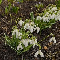 и...п о д с н е ж н и к и ... :: Olga Oskolkova